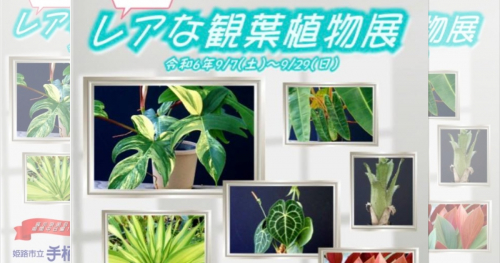 手柄山温室植物園で「レアな観葉植物展」開催　姫路市