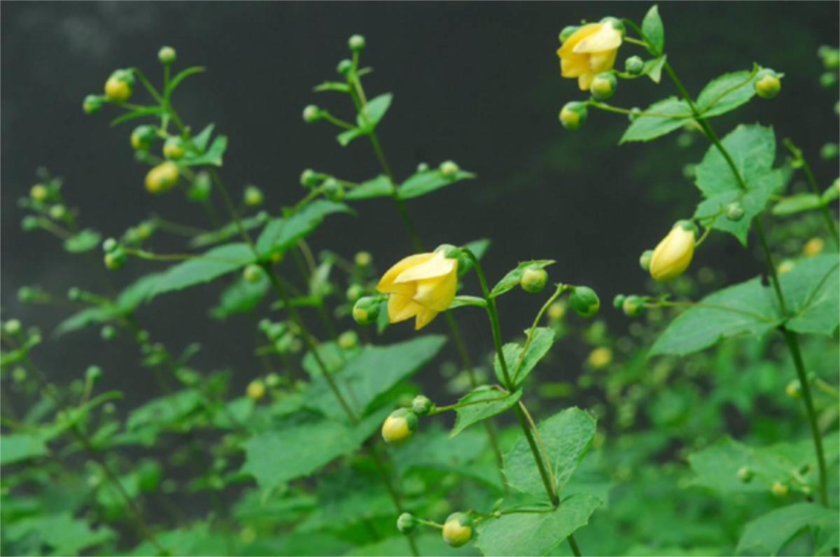 六甲高山植物園で「キレンゲショウマ」が見ごろ　神戸市 [画像]