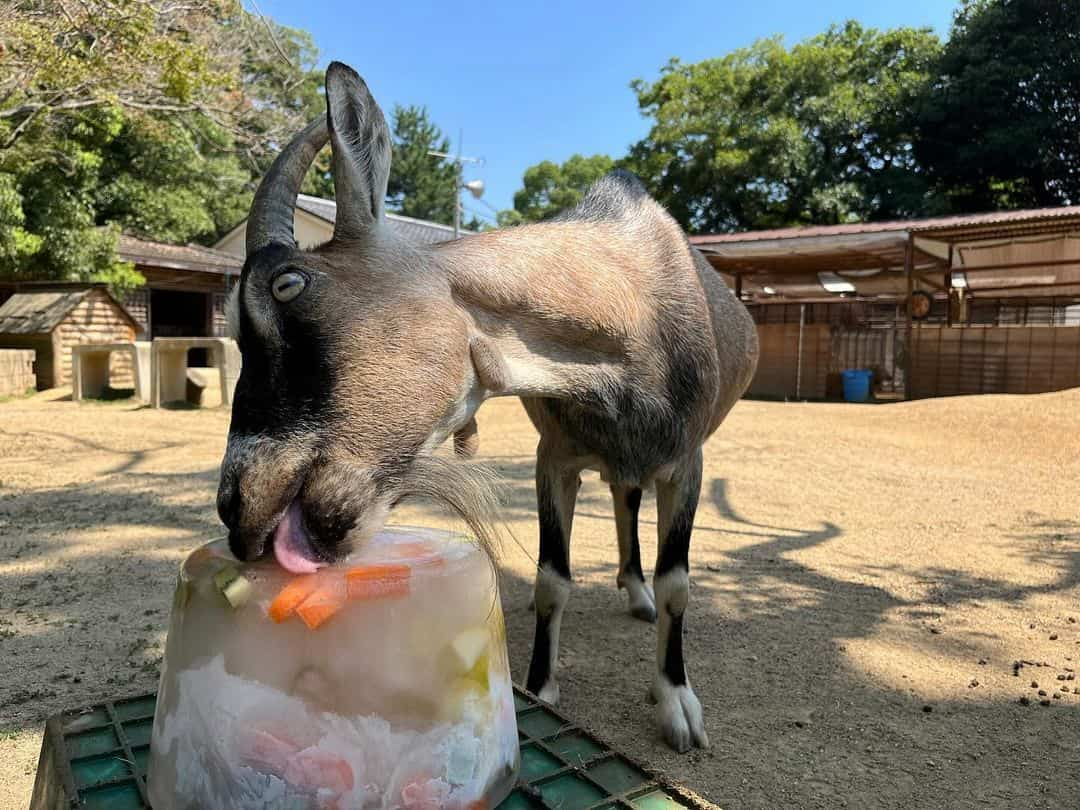 ヤギたちに飼育員特製の氷をプレゼント！（写真はインスタグラムより）