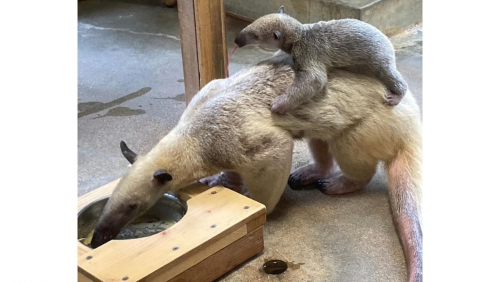 姫路市立動物園で「姫路動物愛護フェスティバル」開催　姫路市