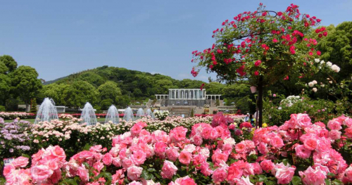 LE UN 神戸迎賓館が「須磨離宮公園 王侯貴族のバラ園チケット付きランチプラン」を販売　神戸市