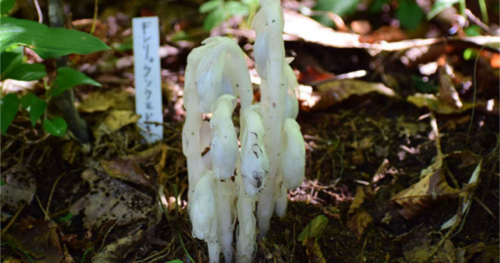 六甲高山植物園の「ギンリョウソウモドキ」が開花　神戸市