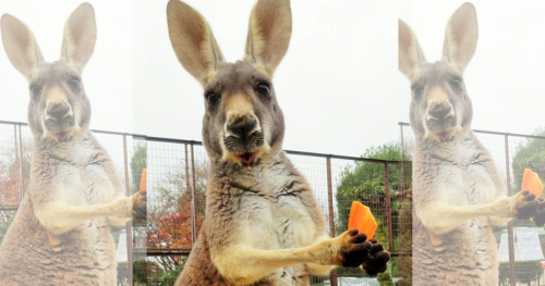 今年はブタとカンガルーをお祝い♪姫路市立動物園で「長寿動物お祝い会」開催