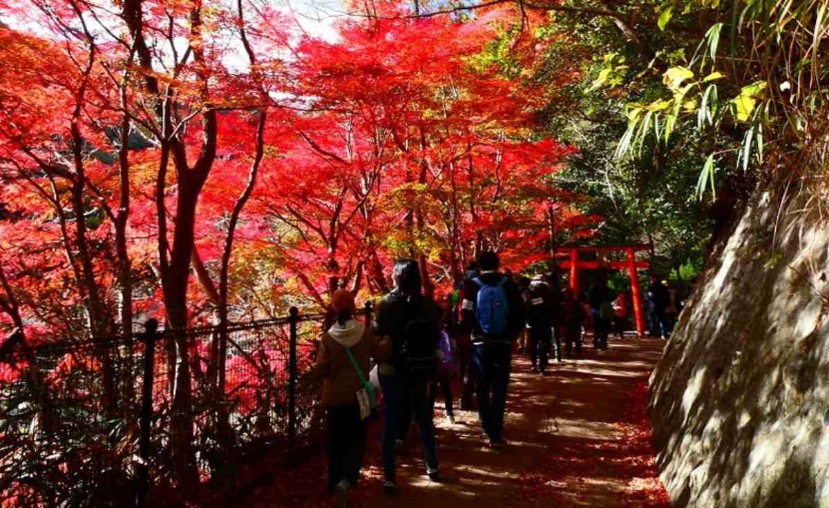 生田川公園から紅葉真っ盛りの再度公園を目指す「秋のハイキングイベント」開催 神戸市 [画像]