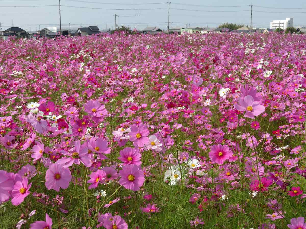 今年は11カ所で観賞できる♪稲美町の花「コスモス」が10月下旬より見ごろに 稲美町 [画像]