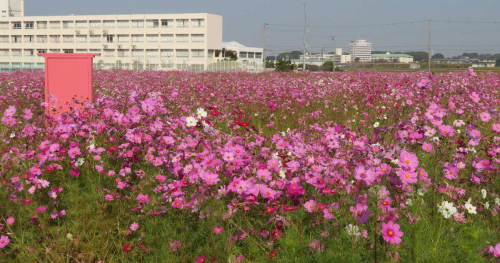 今年は11カ所で観賞できる♪稲美町の花「コスモス」が10月下旬より見ごろに