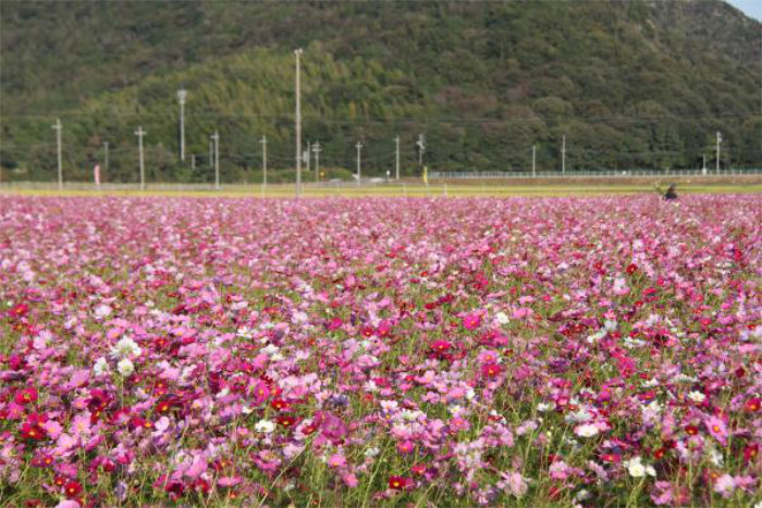 『馬場コスモス畑』でコスモスが10月初旬から中旬にかけて満開に たつの市 [画像]