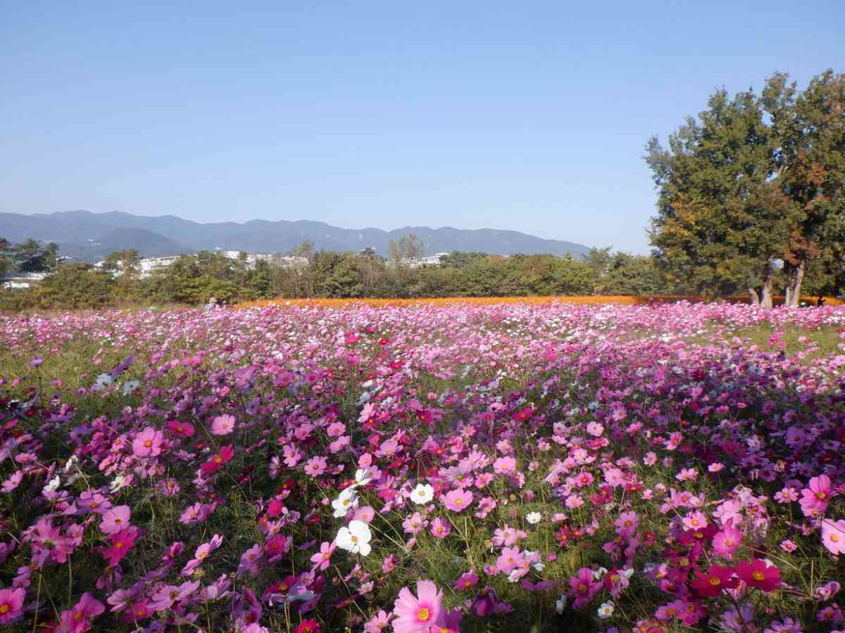 約550万本の花絨毯は阪神最大級！「武庫川髭の渡しコスモス園」の開花近づく 尼崎市 [画像]