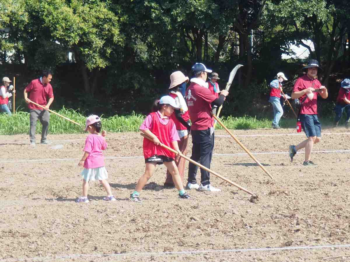 約550万本の花絨毯は阪神最大級！「武庫川髭の渡しコスモス園」の開花近づく 尼崎市 [画像]