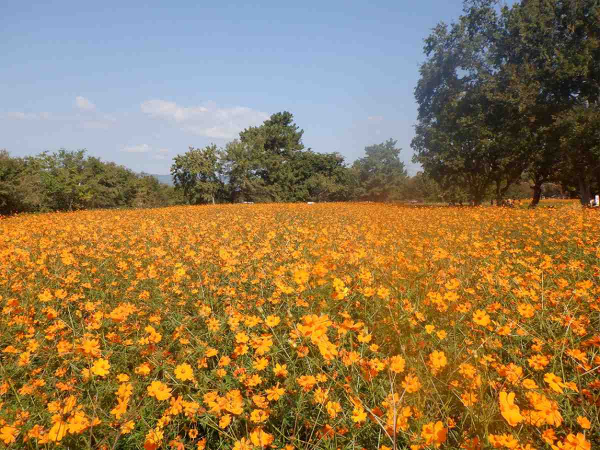 約550万本の花絨毯は阪神最大級！「武庫川髭の渡しコスモス園」の開花近づく 尼崎市 [画像]