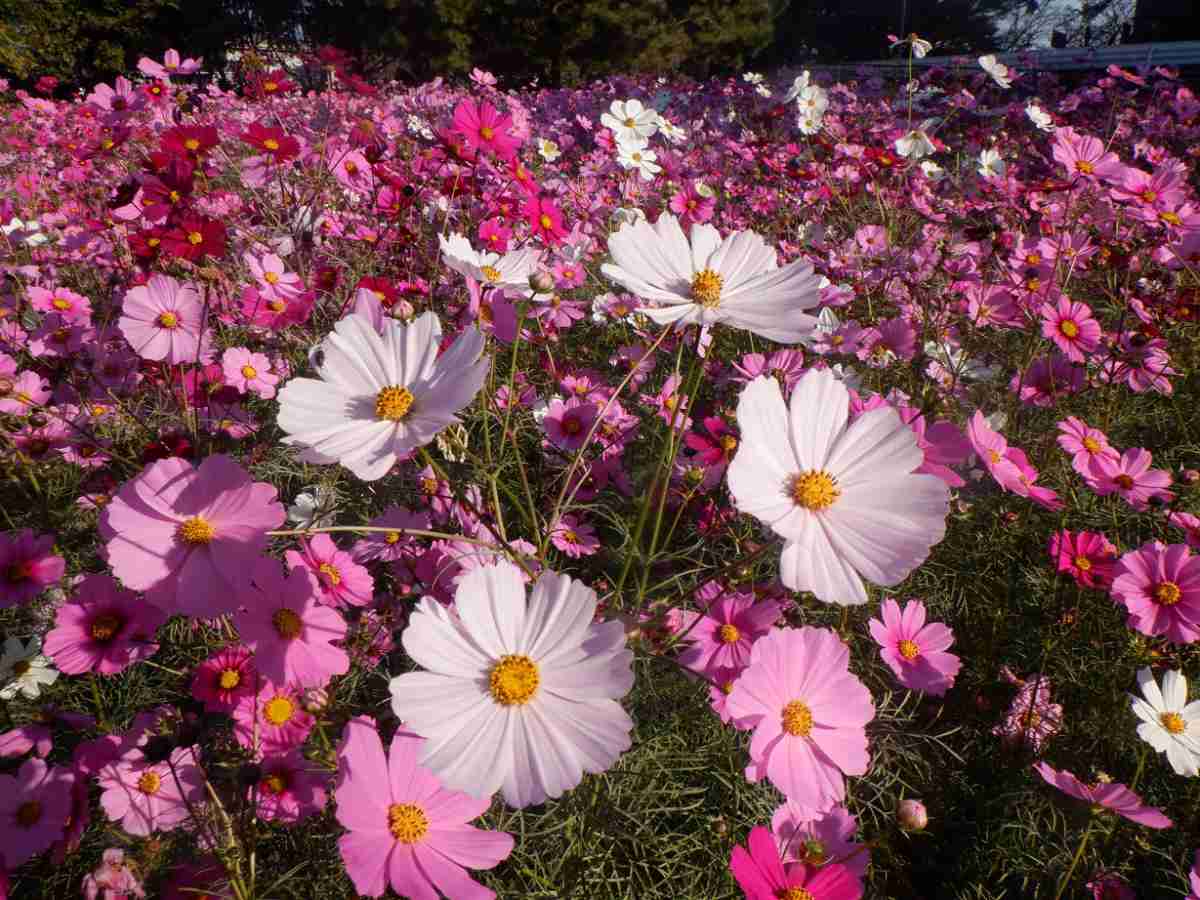 約550万本の花絨毯は阪神最大級！「武庫川髭の渡しコスモス園」の開花近づく 尼崎市 [画像]