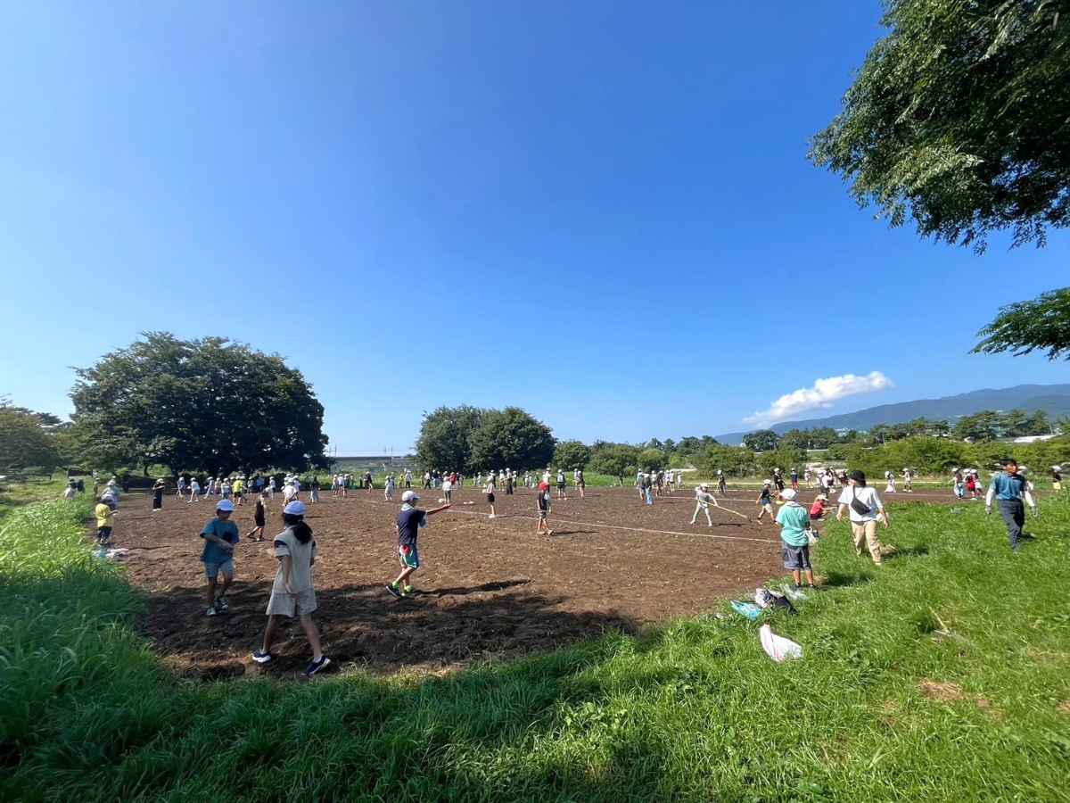 約550万本の花絨毯は阪神最大級！「武庫川髭の渡しコスモス園」の開花近づく 尼崎市 [画像]