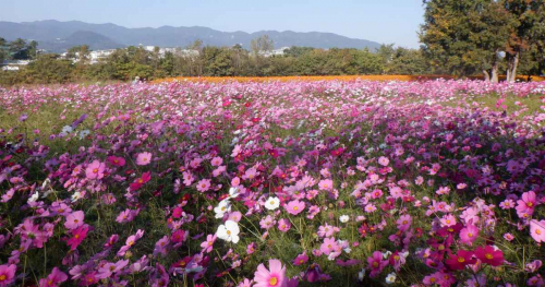 約550万本の花絨毯は阪神最大級！「武庫川髭の渡しコスモス園」の開花近づく