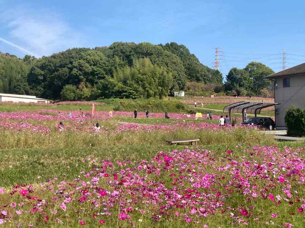 20本100円の切り花や野菜の販売に芋掘り体験も「しかた広尾東コスモスまつり」 加古川市 [画像]