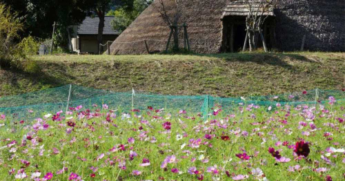 太古のロマンとともに楽しむ 東有年・沖田遺跡公園の「有年コスモス畑」がまもなく見ごろに