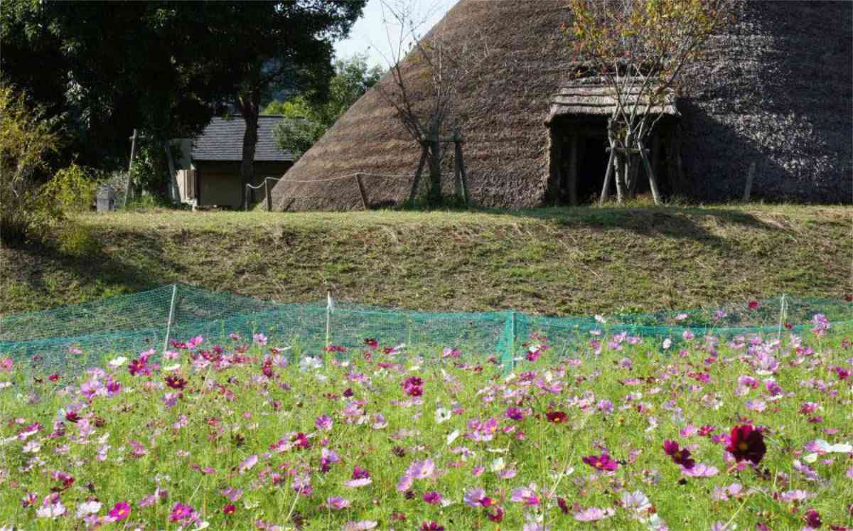 太古のロマンとともに楽しむ 東有年・沖田遺跡公園の「有年コスモス畑」がまもなく見ごろに 赤穂市 [画像]