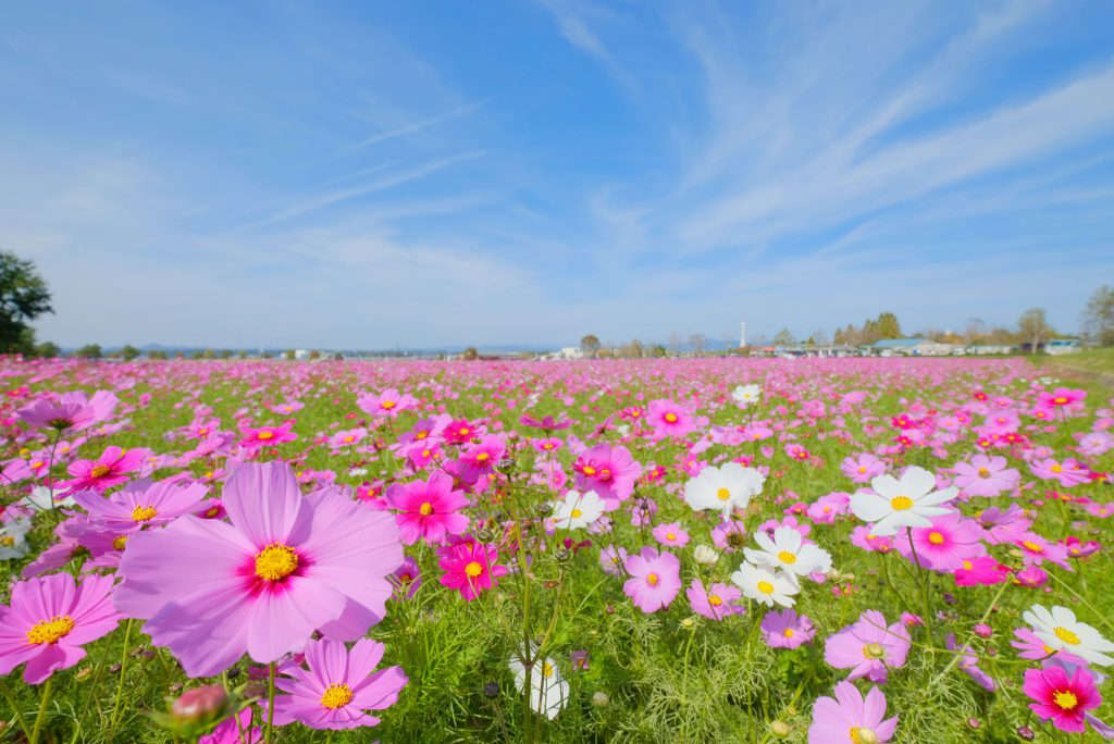 お楽しみの切り花プレゼントも！ひまわりの丘公園「コスモス畑」見ごろ近づく 小野市 [画像]