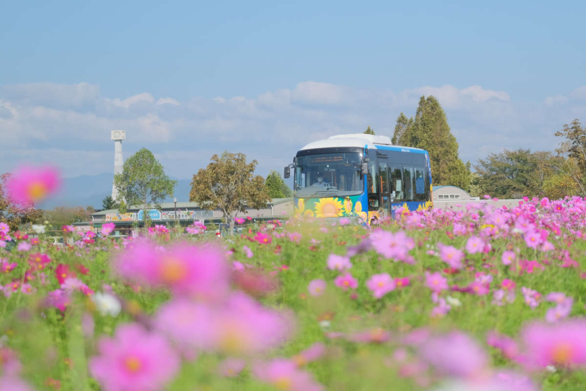 お楽しみの切り花プレゼントも！ひまわりの丘公園「コスモス畑」見ごろ近づく 小野市 [画像]