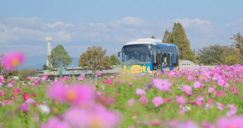 お楽しみの切り花プレゼントも！ひまわりの丘公園「コスモス畑」見ごろ近づく