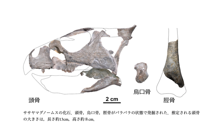 資料提供：『兵庫県立人と自然の博物館』