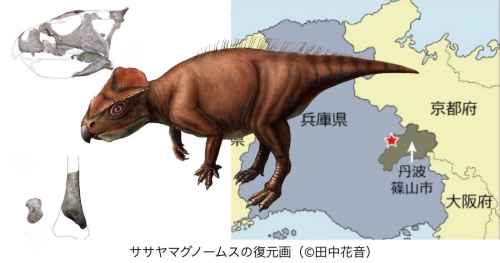 丹波篠山の地層で発掘 新属新種の恐竜『ササヤマグノームス』の実物化石を展示