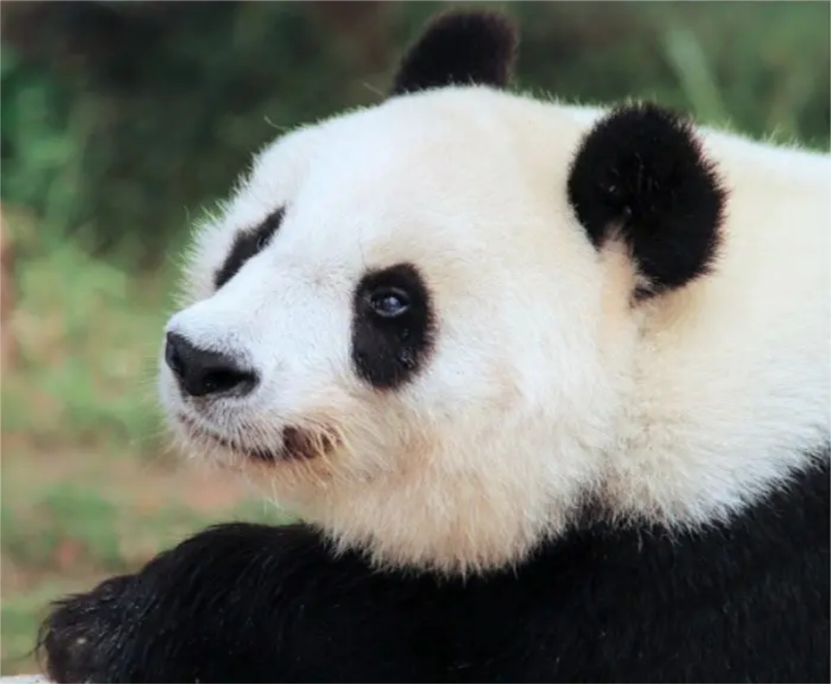 神戸市立王子動物園でパンダのタンタン追悼イベント「感謝の会IN王子動物園」開催 神戸市 [画像]