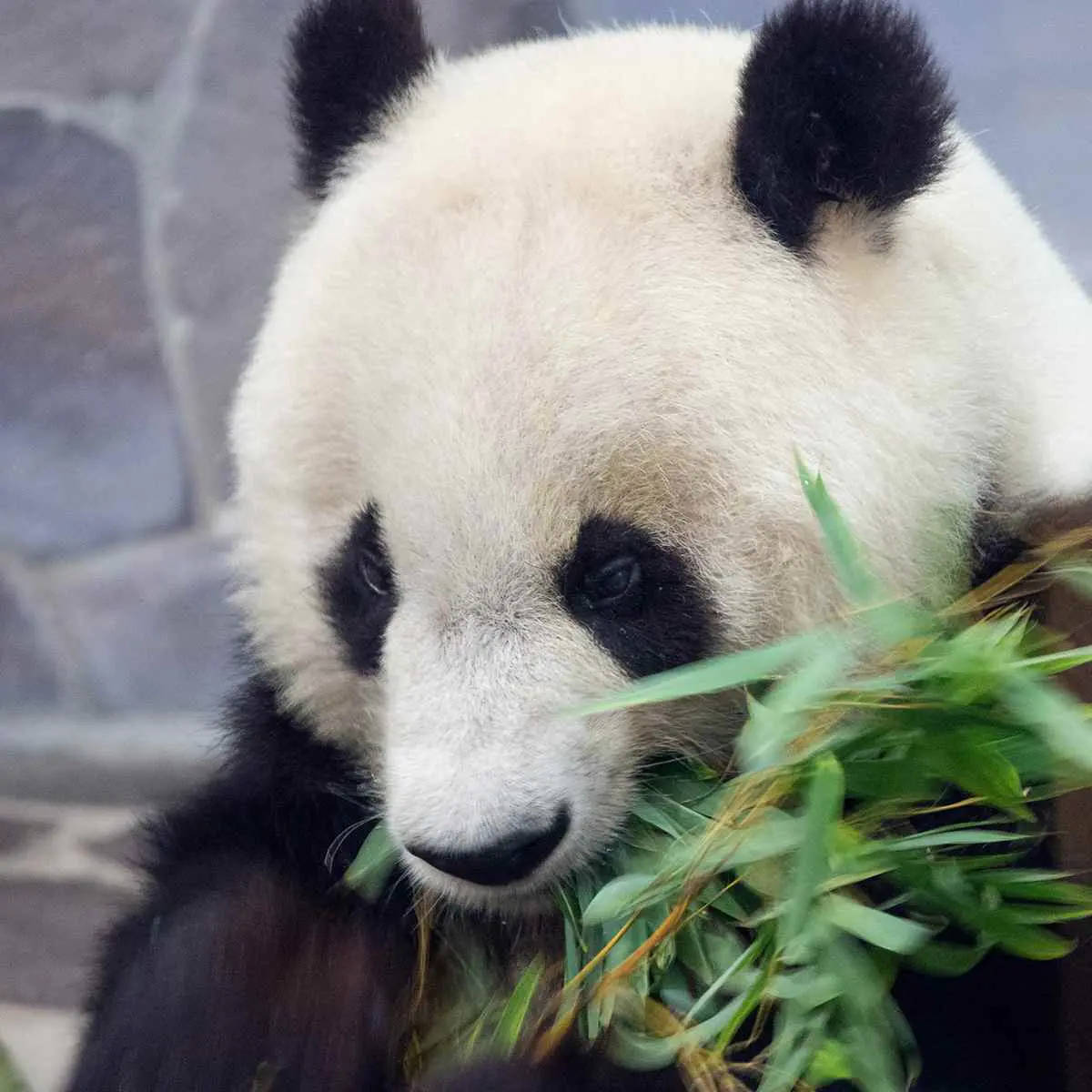 神戸市立王子動物園でパンダのタンタン追悼イベント「感謝の会IN王子動物園」開催 神戸市 [画像]