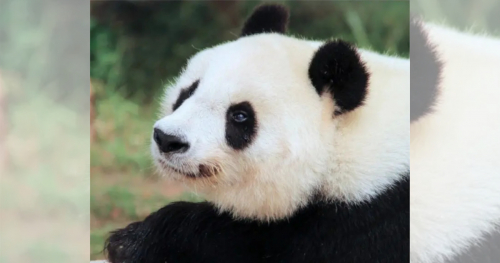 神戸市立王子動物園でパンダのタンタン追悼イベント「感謝の会IN王子動物園」開催