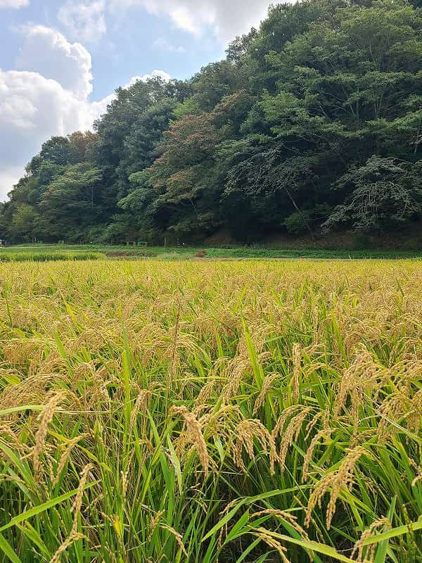 あいな里山公園で「稲刈り」や「丸太切り」を体験♪秋のワークショップイベント 神戸市 [画像]