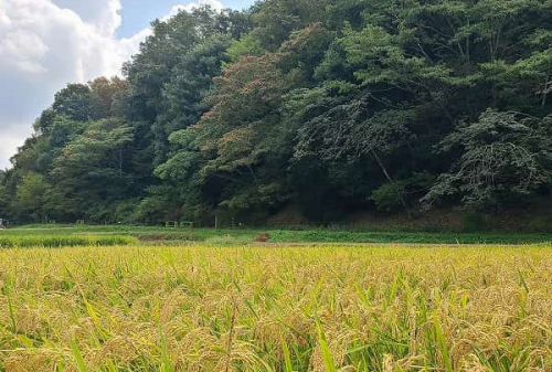 あいな里山公園で「稲刈り」や「丸太切り」を体験♪秋のワークショップイベント