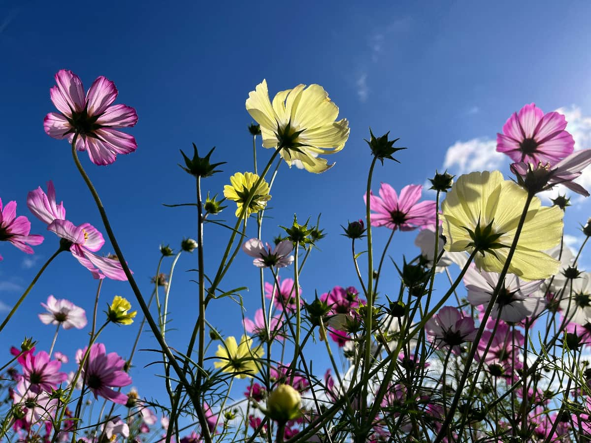 様々な種類・色のコスモスが開花（Ⓒあわじ花さじき）