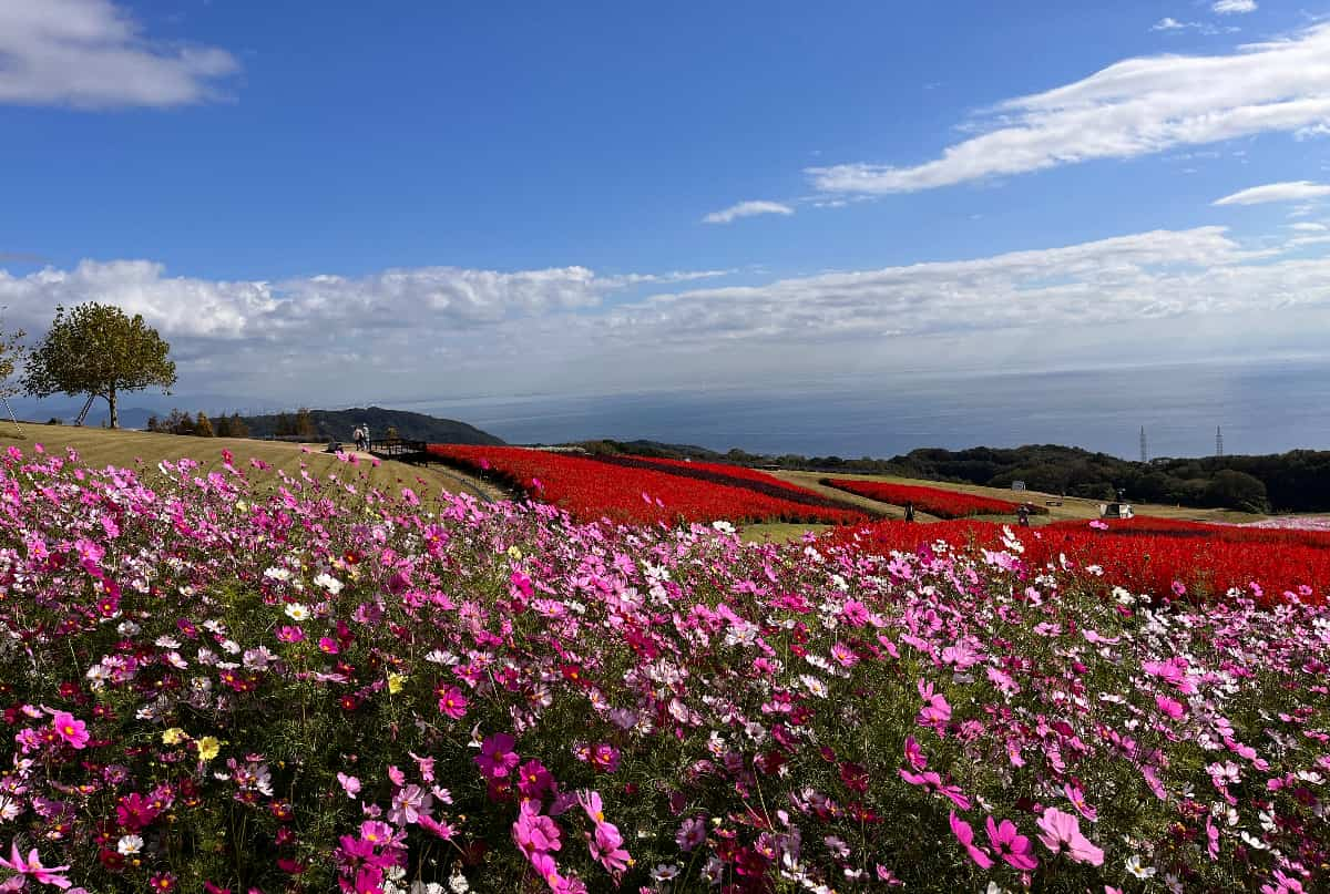 コントラストが美しいサルビア（Ⓒあわじ花さじき）