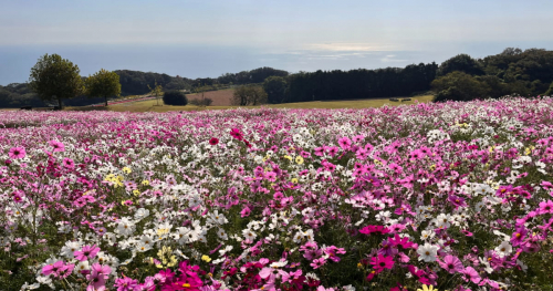 あわじ花さじきで「約60万本のコスモス」が咲きほこる絶景を観賞♡