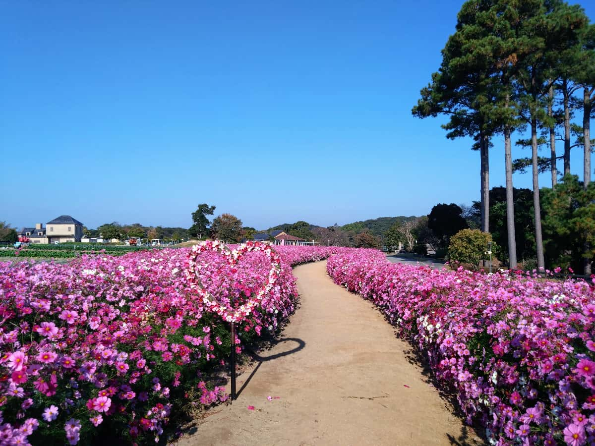 小道を通ってお花を眺めたり写真を撮ったりできます