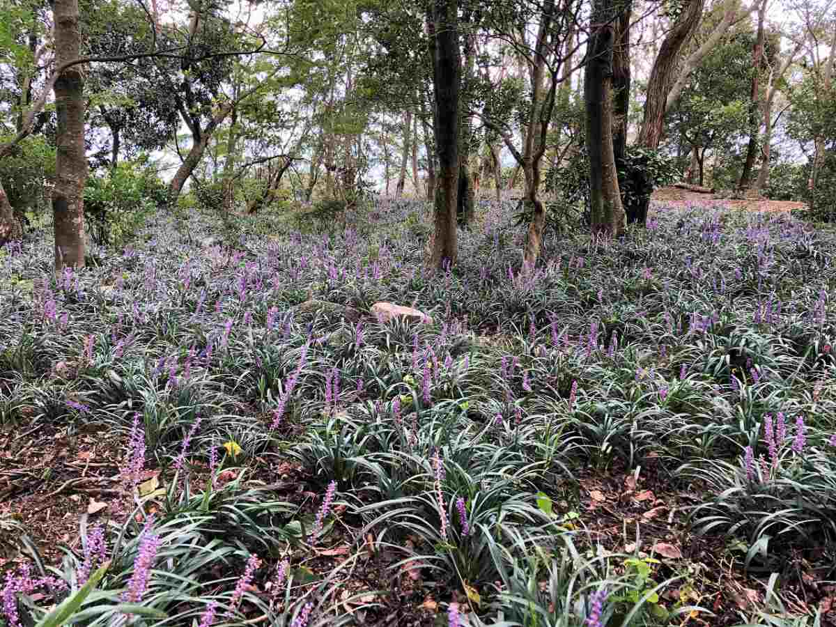 神戸布引ハーブ園／ロープウェイで年に1度のミニハイキング「世継山に登ろう！」開催 神戸市 [画像]