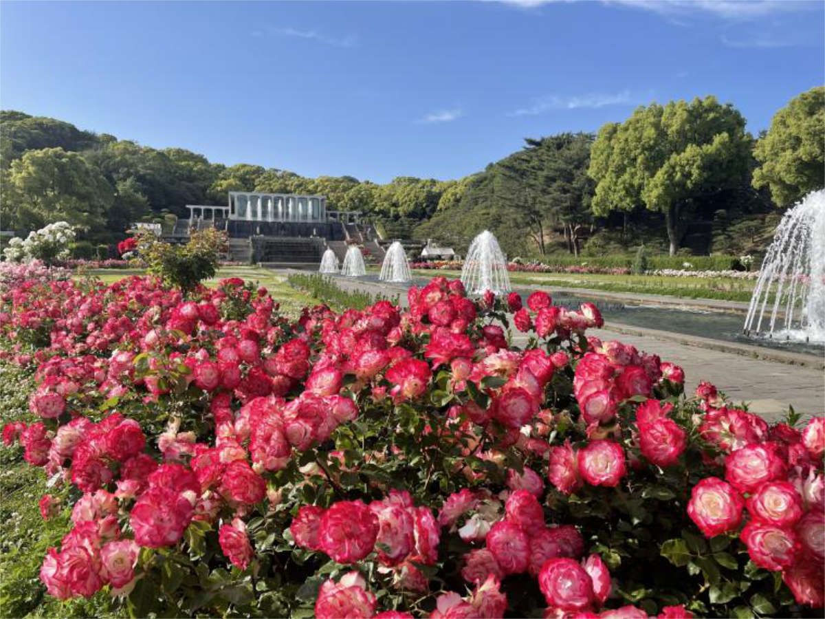 秋のバラが見ごろの須磨離宮公園で「第51回神戸まつり 須磨音楽の森」開催 神戸市 [画像]