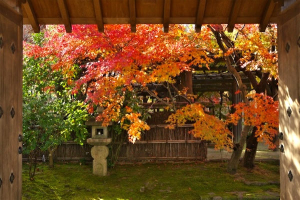 好古園で楽しむ秋の「紅葉会」ライトアップ夜間営業も実施 姫路市 [画像]