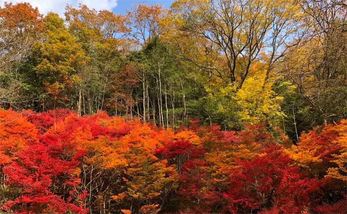 世界の森の紅葉を楽しもう！神戸市立森林植物園で「森のもみじ散策」 神戸市 [画像]