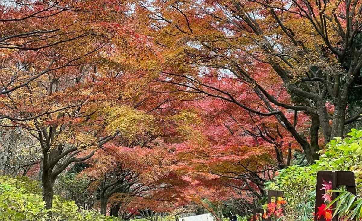 世界の森の紅葉を楽しもう！神戸市立森林植物園で「森のもみじ散策」 神戸市 [画像]