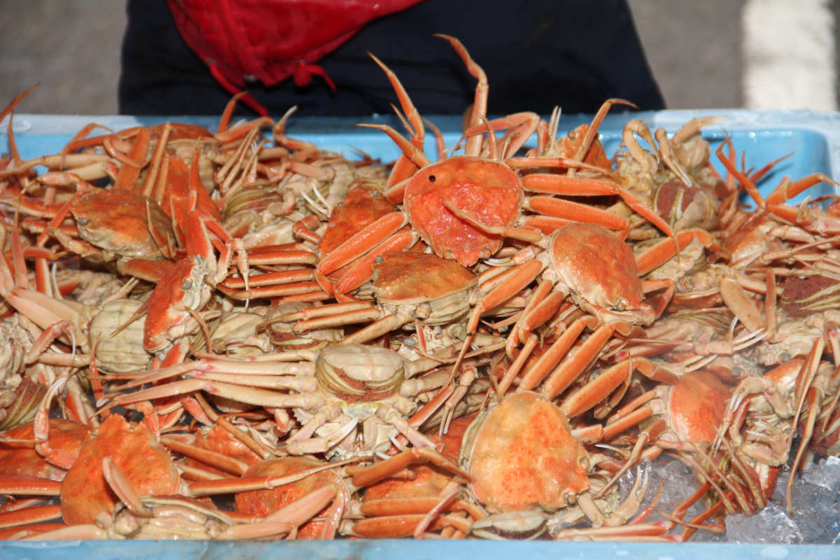 松葉カニを色んな食べ方で楽しめる！浜坂漁港「第37回浜坂みなとカニ祭り」 新温泉町 [画像]