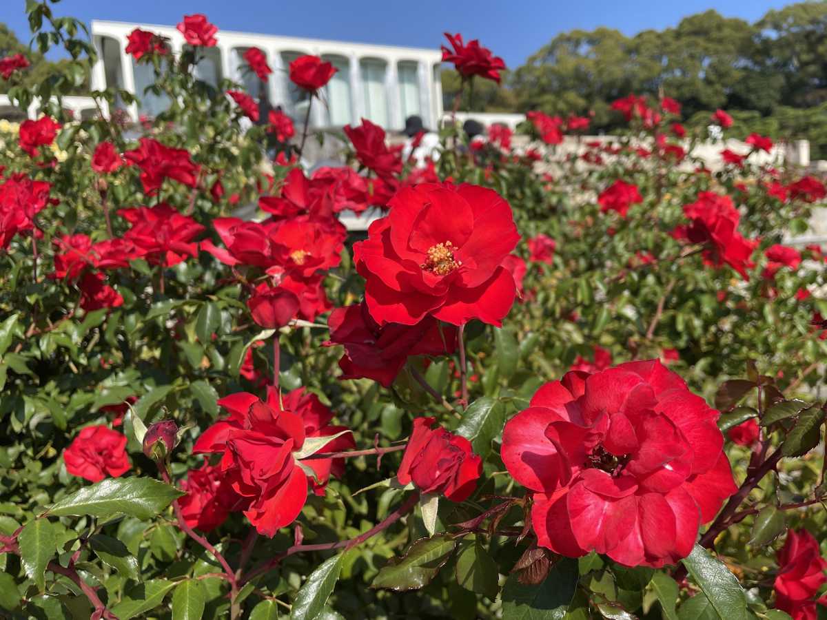 その数なんと約200種・3,000株！神戸市立須磨離宮公園「秋のバラ鑑賞会」 神戸市 [画像]