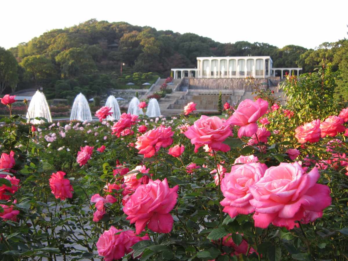 その数なんと約200種・3,000株！神戸市立須磨離宮公園「秋のバラ鑑賞会」 神戸市 [画像]