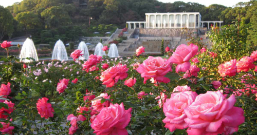 その数なんと約200種・3,000株！神戸市立須磨離宮公園「秋のバラ鑑賞会」