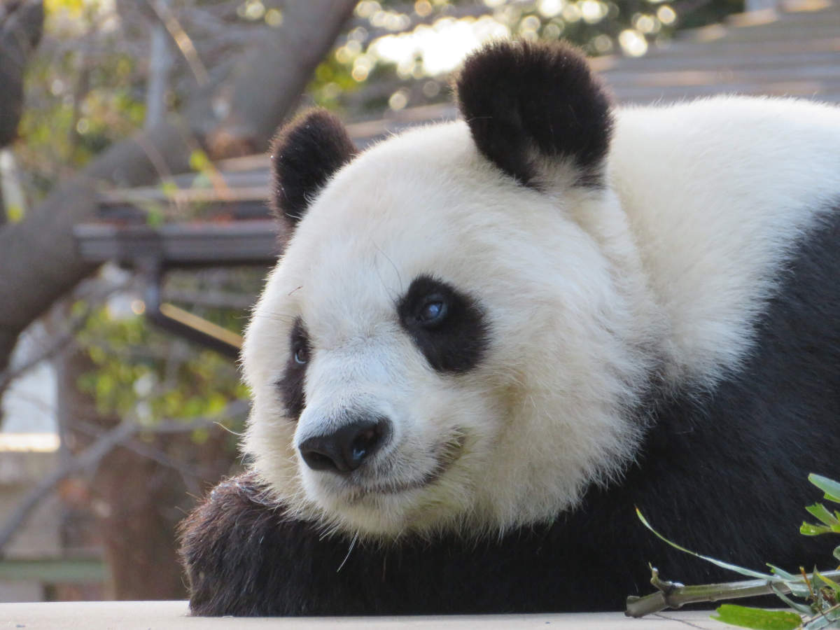 提供／神戸市立王子動物園