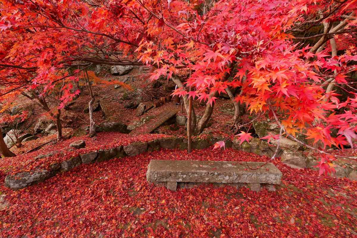 床一面が真っ赤な紅葉に染まる