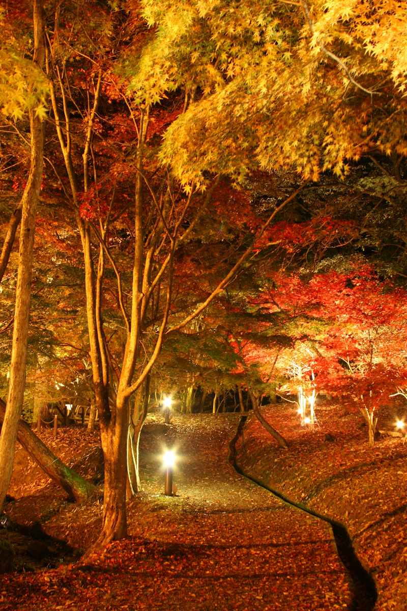 夜空を彩るライトアップ「東山公園もみじまつり」が今年も開催 たつの市 [画像]