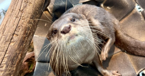 お嫁入りから3年 水族館アトアでコツメカワウソ「お浜」の誕生日イベント開催