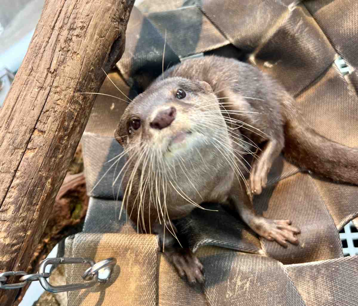 お嫁入りから3年 水族館アトアでコツメカワウソ「お浜」の誕生日イベント開催 神戸市 [画像]