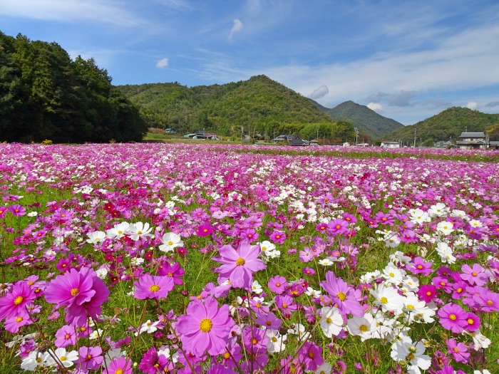 過去開花の様子