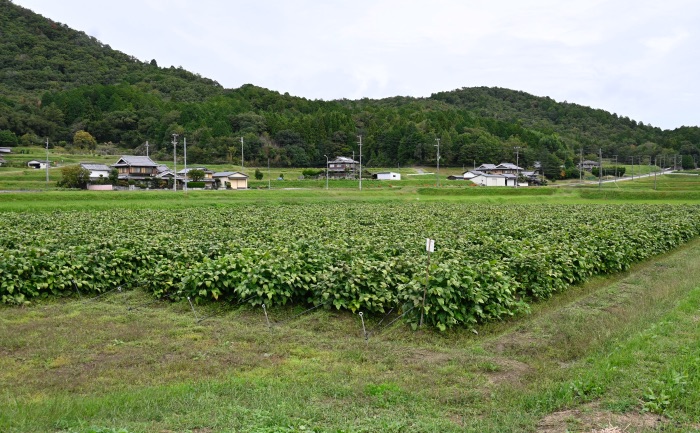 黒豆枝豆がずっしり実る畑